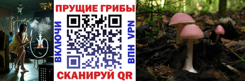 Псилоцибиновые грибы Magic Shrooms  blacksprut вход  Шахунья 